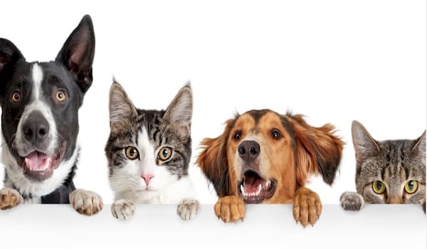 собаки и кошки ждут прививки